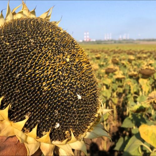 Высокоолеиновый подсолнечник