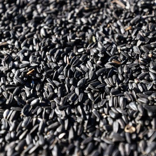 Подсолнечник