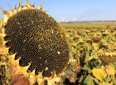 Высокоолеиновый подсолнечник