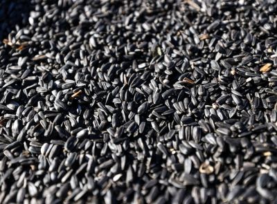 Подсолнечник